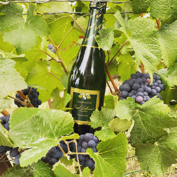 صندوق من Premier Crus Brut وDemi-Sec وRosé Champagnes