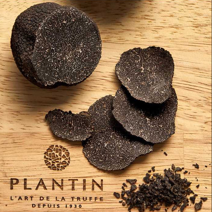 Plantin truffes noires