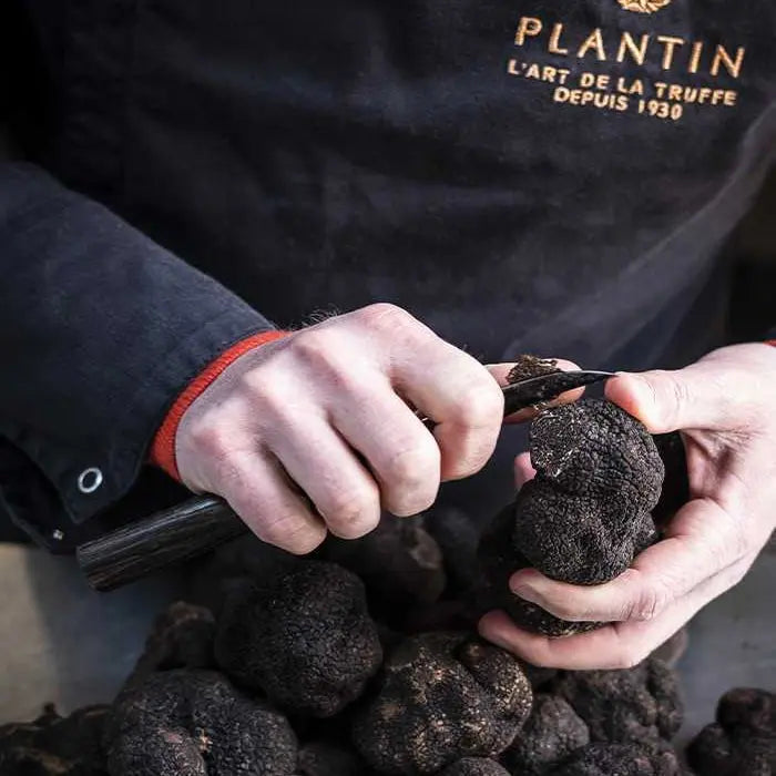 Plantin Truffes entières